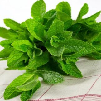 Menthe